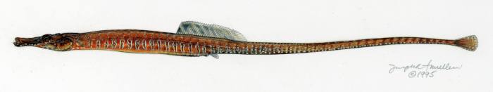 Обыкновенная морская игла (Syngnathus scovelli), фото фотография рыбы