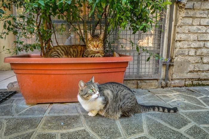Кошки на улицах Рима, фото фотография кошки