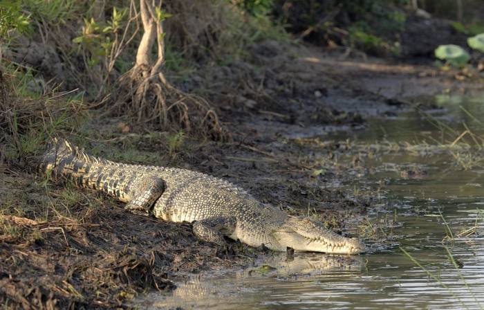 Гребнистый крокодил (Crocodylus porosus), фото фотография рептилии