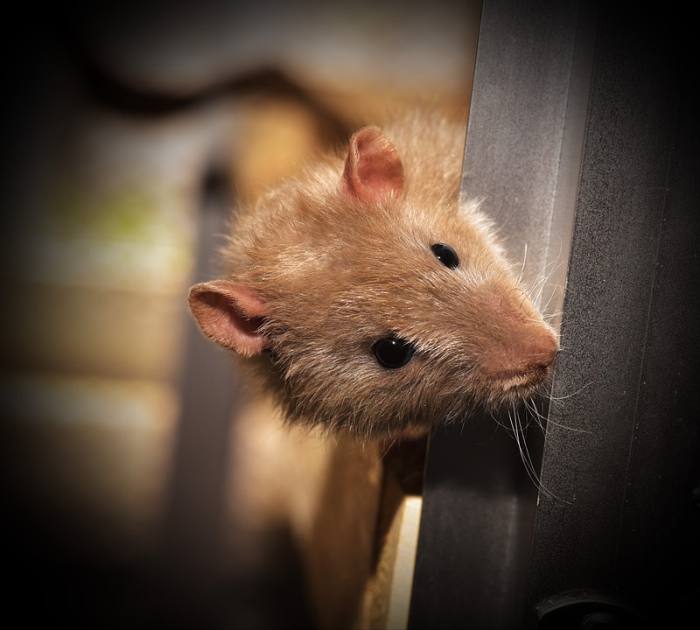 Любопытная крыса, фото фотография грызуны