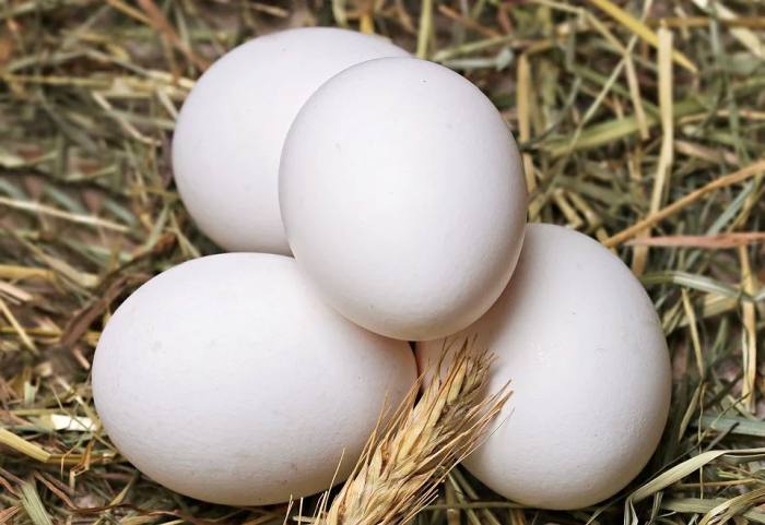Куриные яйца, фото фотография птицы