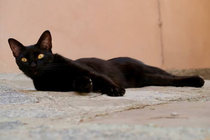 Черная кошка, фото фотография 