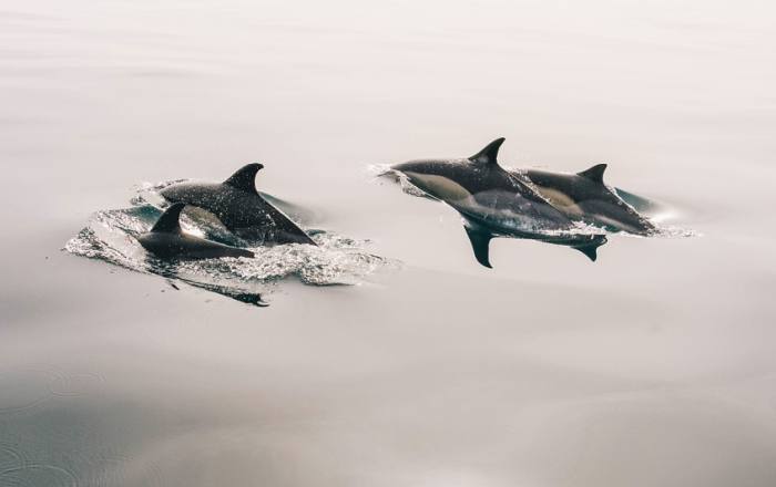 Дельфины белобочки, фото фотография морские млекопитающие