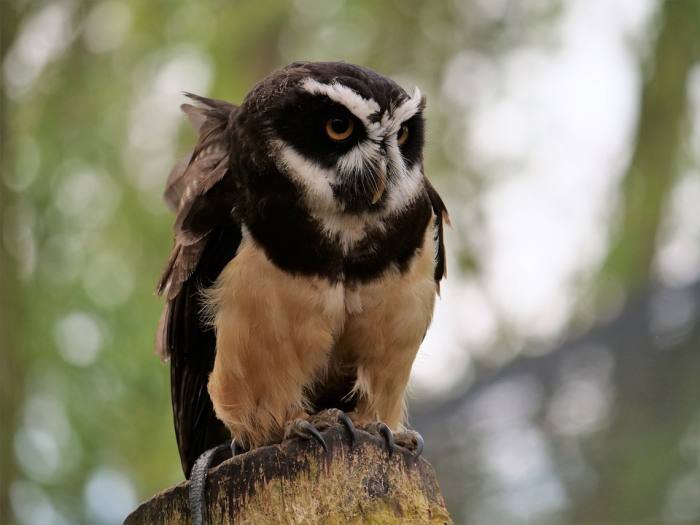 Очковая сова (Pulsatrix perspicillata), фото фотография птицы