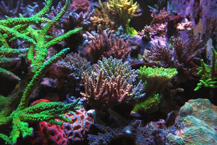 Кораллы, фото фотография 