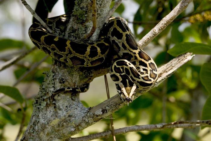 Тёмный тигровый питон (лат. Python bivittatus), фото фотография змеи