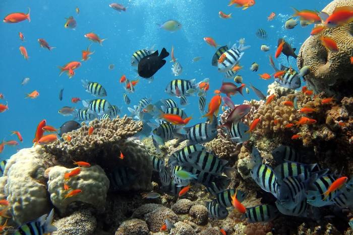 Коралловый риф и его обитатели, фото фотография морские животные