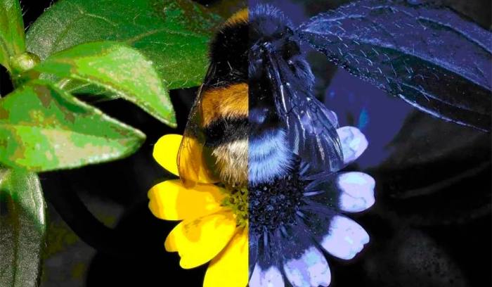 Как видят пчелы?, фото фотография насекомые