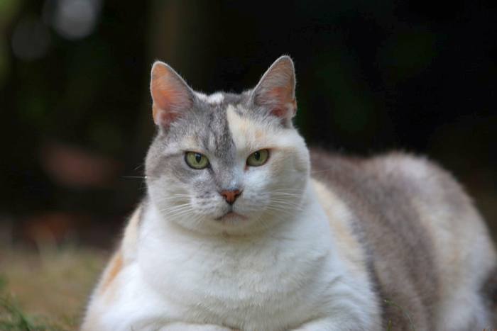 Толстый кот, фото фотография 