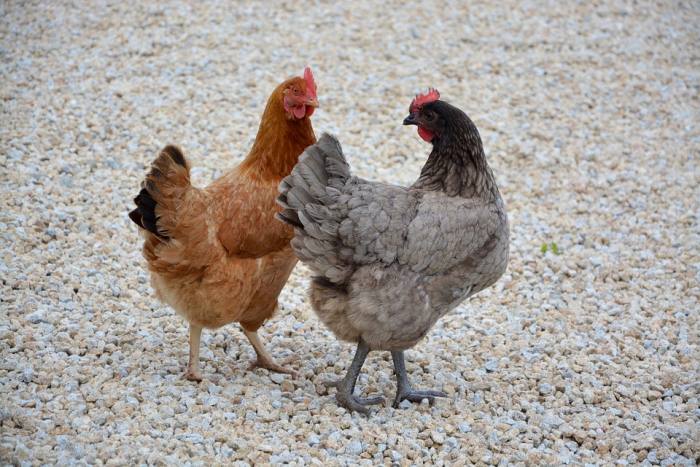 Две курицы, фото фотография домашняя птица