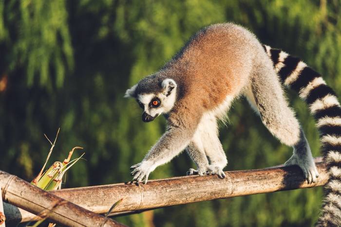 Лемур кошачий, или катта (Lemur catta), фото фотография приматы