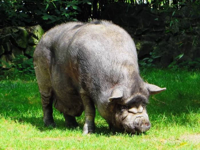 Домашний боров хряк, фото фотография свиньи