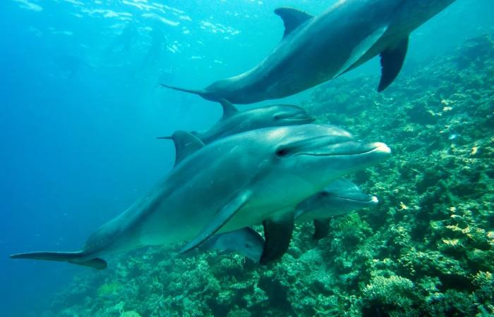 Дельфины под водой, фото фотография морские млекопитающие