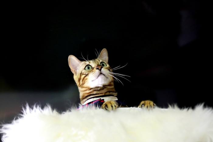 Бенгальский кот, фото фотография кошки
