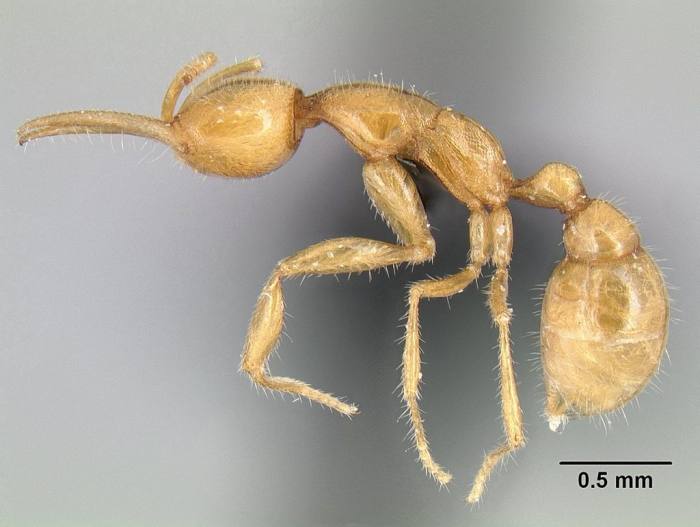 Марсианский муравей (Martialis heureka), фото фотография насекомые