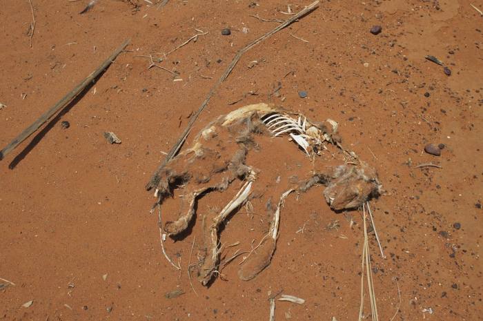 Скелет домашней кошки в пустыне, фото фотография 