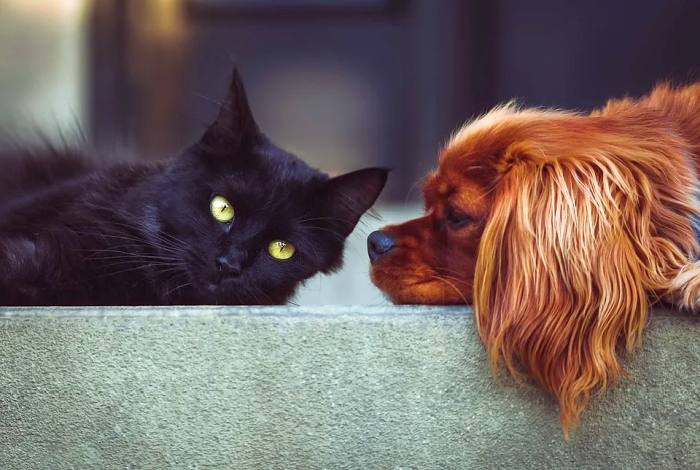 Черная кошка и рыжий кавалер-кинг-чарльз-спаниель, фото фотография питомцы