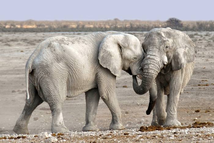 Африканские слоны, фото фотография хоботные