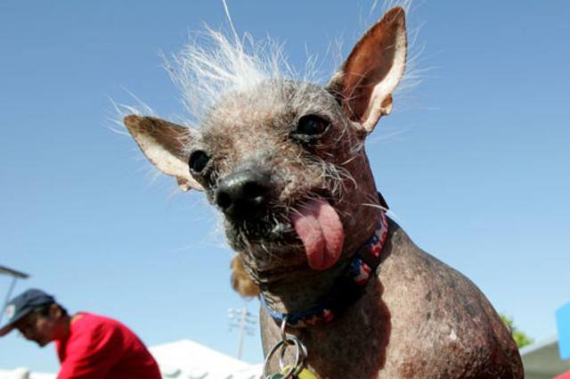 Самая страшная собака китайская хохлатая Арчи, фото фотография собаки