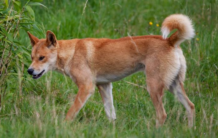 Динго (Canis lupus dingo), фото фотография хищники