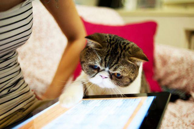 Кот играющий в планшет, фото фотография 