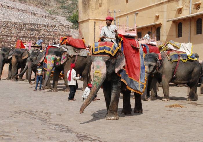 Индийские слоны, фото фотография 