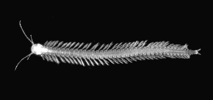 Нектиопода (Speleonectes tanumekes), фото фотография беспозвоночные