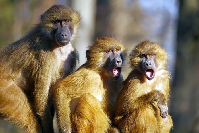 Бабуины, фото фотография приматы