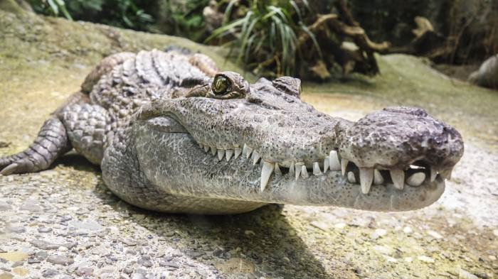 Зубы крокодила, фото фотография рептилии
