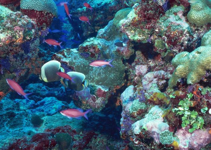 Коралловый риф, фото фотография беспозвоночные