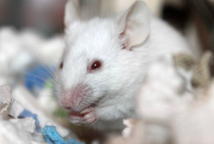 Белая лабораторная мышь, фото фотография грызуны
