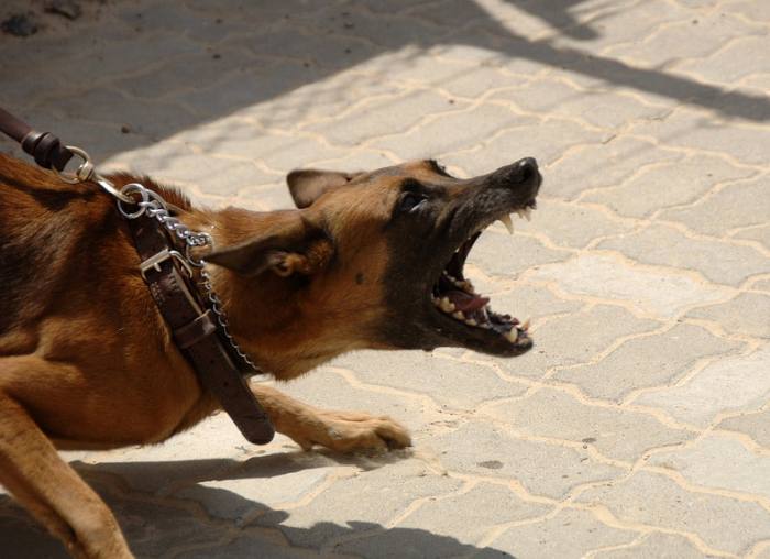 Агрессивная собака, фото фотография 