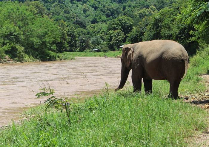 Азиатский слон пьет воду из реки, фото фотография дикие животные