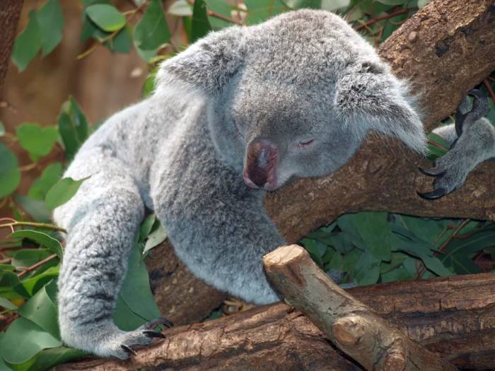 Спящая коала, фото фотография дикие сумчатые