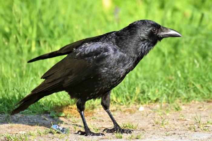 Черная ворона (Corvus corone), фото фотография птицы