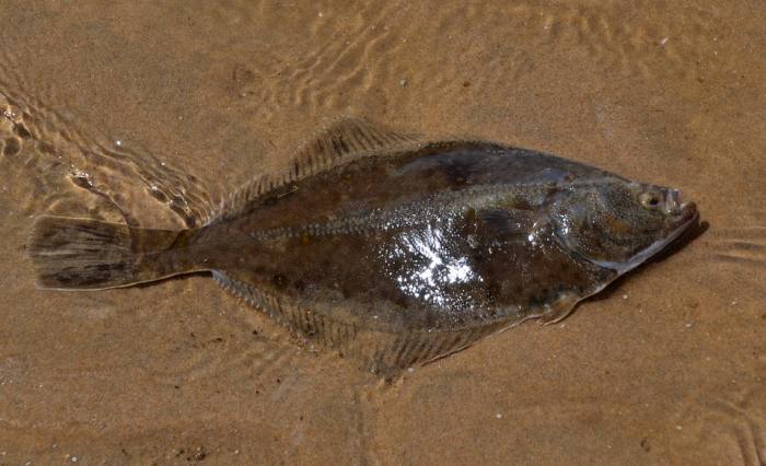 Камбала, фото фотография рыбы