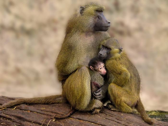 Бабуины, фото фотография приматы