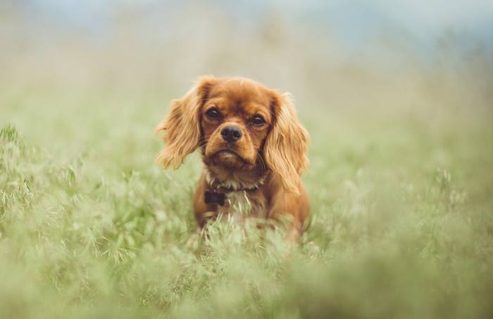 Кавалер кинг чарльз спаниель в траве, фото фотография собаки