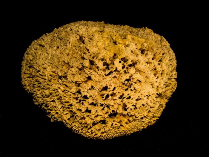 Морская губка, фото фотография морские беспозвоночные