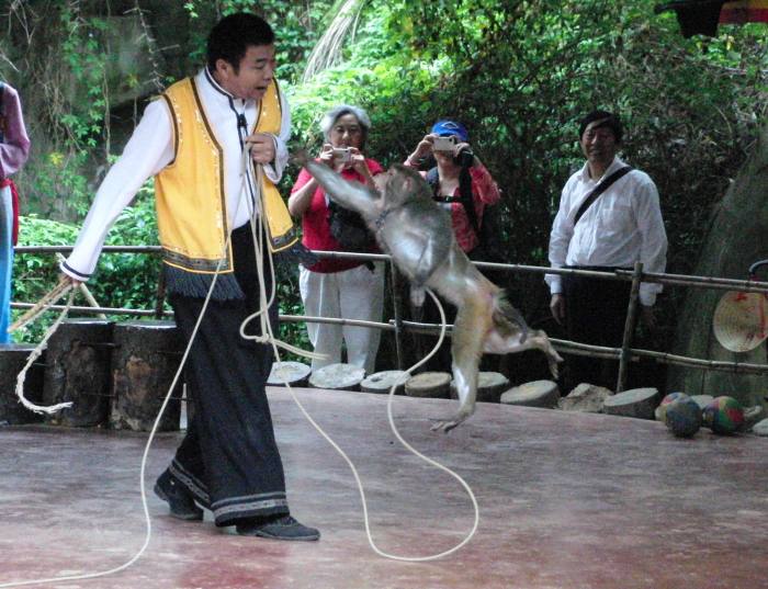 Макака нападает на дрессировщика, фото фотография приматы