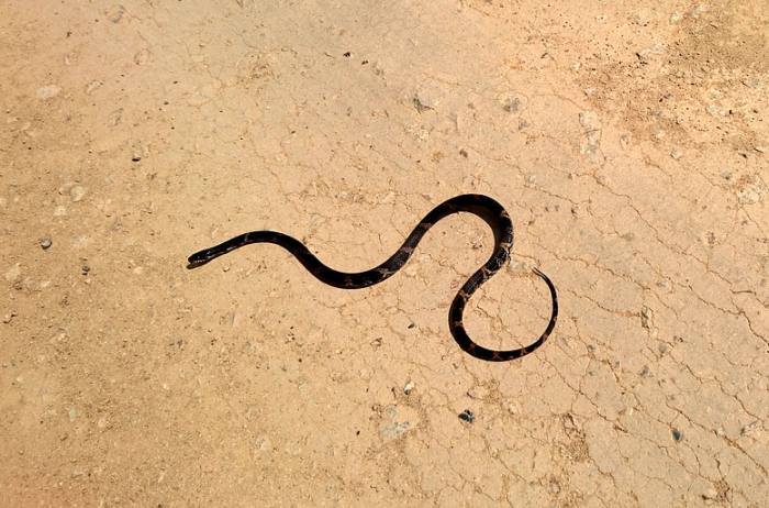 Амурский полоз, или полоз Шренка (лат. Elaphe schrenckii), фото фотография змеи