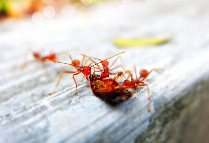 Рыжие муравьи, фото фотография насекомые