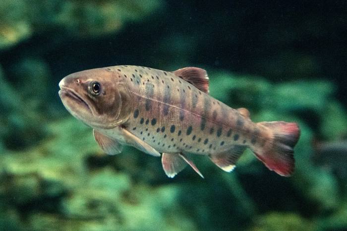 Сима, или мазу (Oncorhynchus masou), фото фотография рыбы