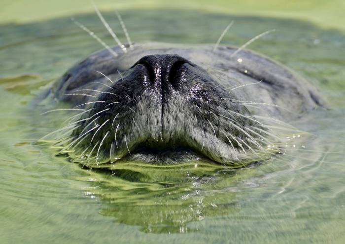 Тюлень выглядывает из воды, фото фотография хищники