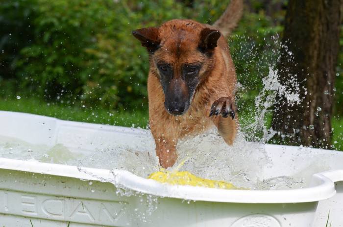 Немецкая овчарка играет с водой, фото фотография собаки