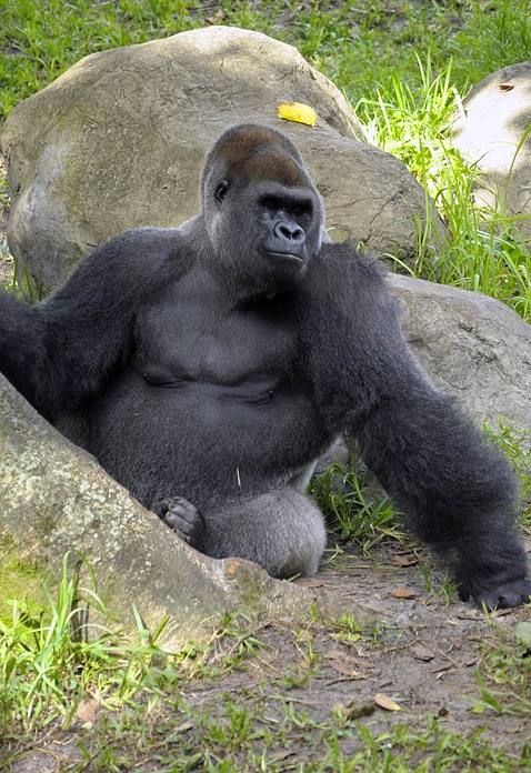 Западная горилла (Gorilla gorilla), фото фотография приматы
