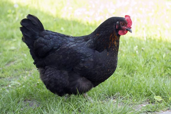 Черная курица, фото фотография птицы