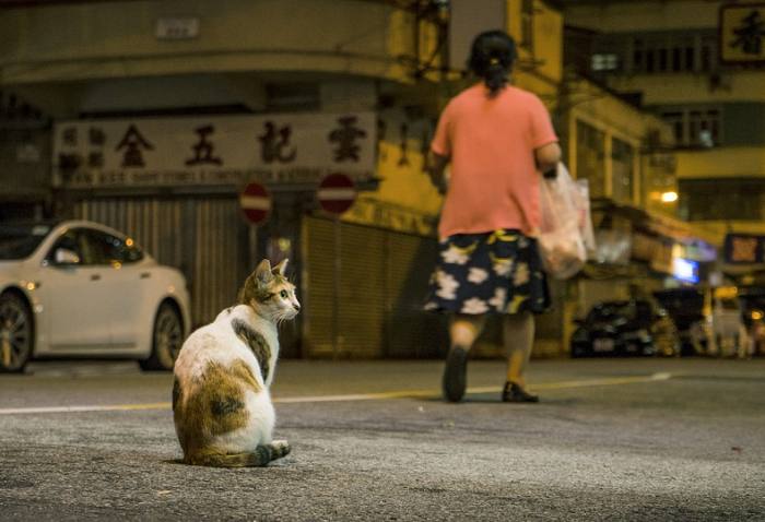 Бездомная кошка на улице, фото фотография питомцы
