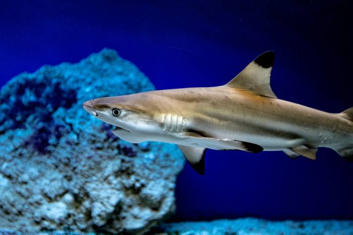 Черноперая рифовая акула (Carcharhinus limbatus), фото фотография рыбы