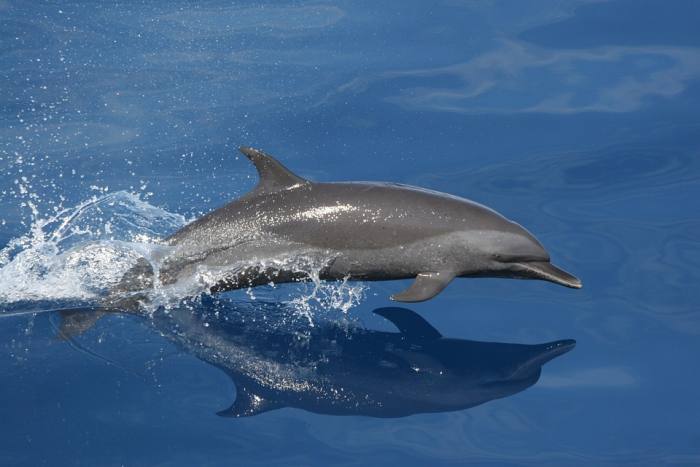 Дельфин афалина, фото фотография морские млекопитающие